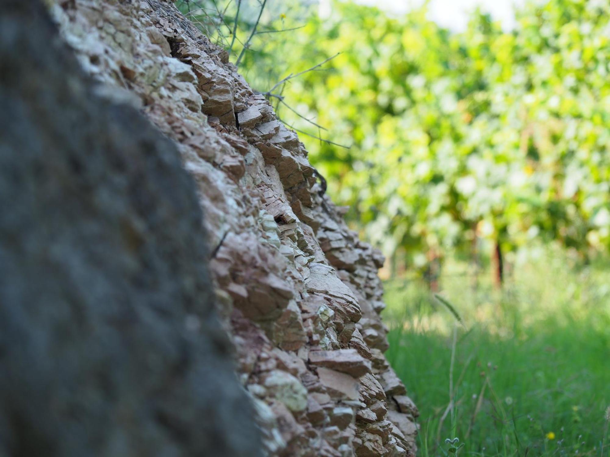 Azienda Agricola Ca' Lunga Cinto Euganeo Exteriér fotografie