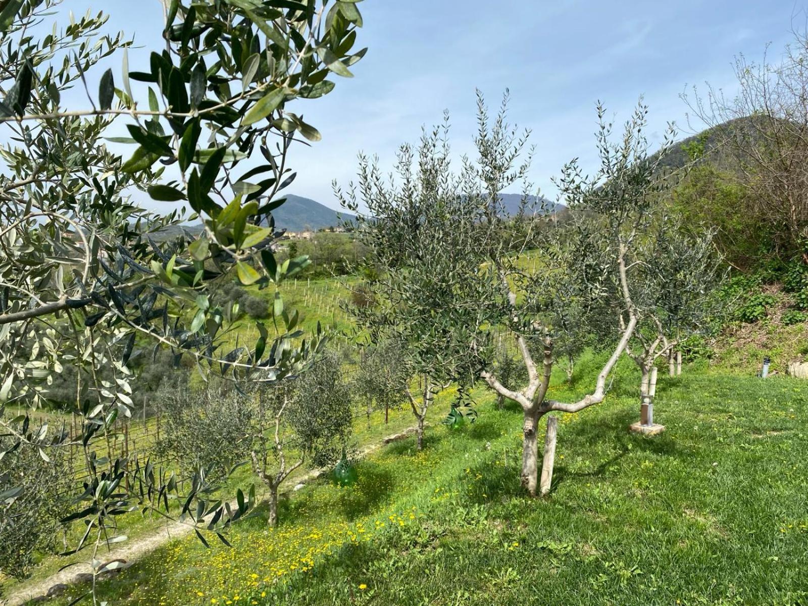 Azienda Agricola Ca' Lunga Cinto Euganeo Exteriér fotografie